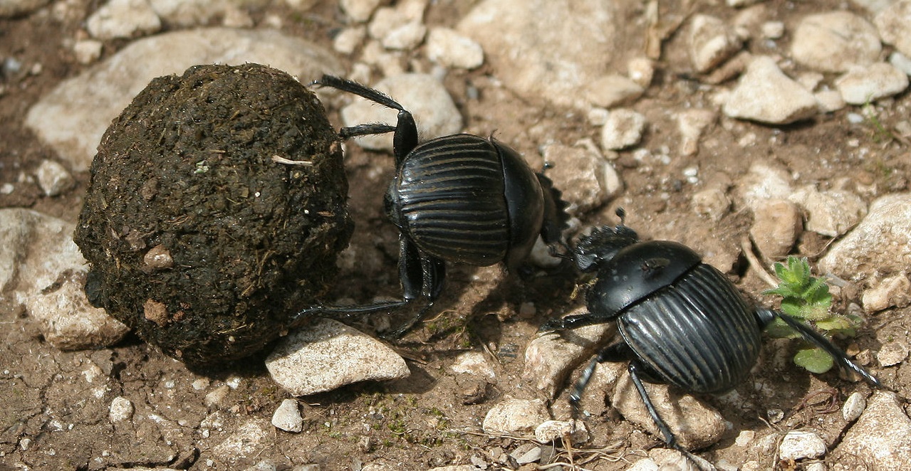 Dung beetle